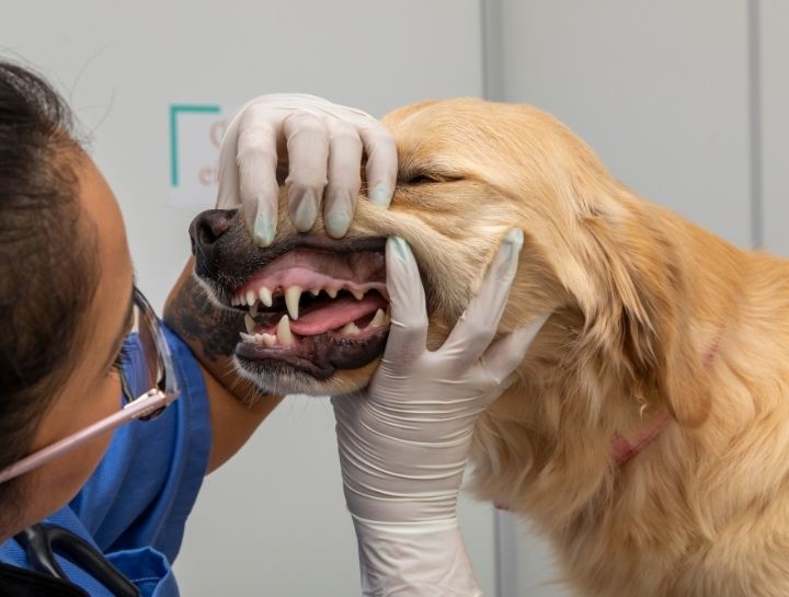 Los Angeles Pet Dentist
